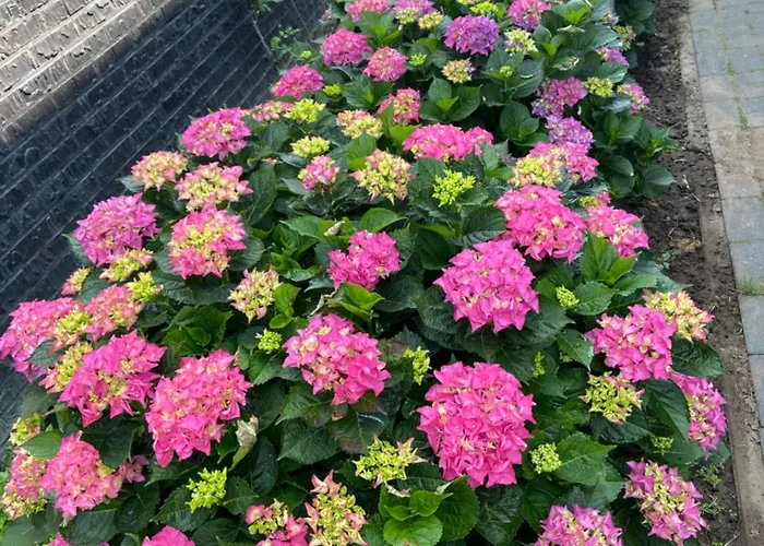 Bed & Breakfast Nancy In Holland Met Eigen Badkamer , Independent Bathroom