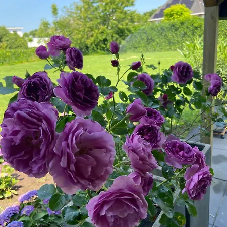 Oda ve Kahvaltı Nancy In Holland Met Eigen Badkamer , Jacuzzi Niet Inclusief , Independent Bathroom Jacuzzi Not Included 3*