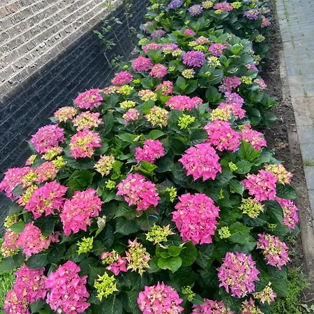 Oda ve Kahvaltı Nancy In Holland Met Eigen Badkamer , Jacuzzi Niet Inclusief , Independent Bathroom Jacuzzi Not Included