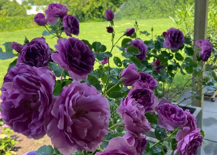 Oda ve Kahvaltı Nancy In Holland Met Eigen Badkamer , Jacuzzi Niet Inclusief , Independent Bathroom Jacuzzi Not Included 3*